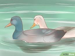 Meskipun hanya kandang bebek sederhana, namun tetap harus diperhitungkan dengan tepat agar bebek nyaman dan tidak stres dalam kandang. Cara Merawat Anak Bebek Dengan Gambar Wikihow