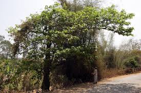 Image result for Hymenodictyon parvifolium