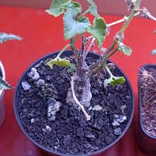 Image result for Corallocarpus welwitschii