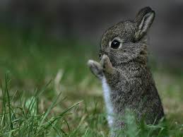Entdecke rezepte, einrichtungsideen, stilinterpretationen und andere ideen zum ausprobieren. Free Download Baby Bunny Wallpapers 1024x768 For Your Desktop Mobile Tablet Explore 65 Bunny Wallpaper Bugs Bunny Wallpaper Easter Bunny Wallpaper Easter Wallpaper For Desktop