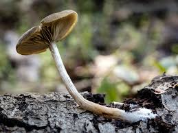 Image result for Centema subfusca