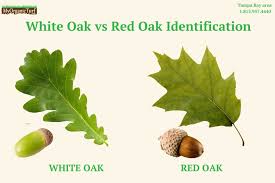 Image result for white oak leaf
