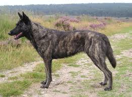 We did not find results for: Dutch Shepherd Dog Short Haired Wds2018