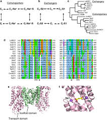 Check spelling or type a new query. Structural Basis For The Reaction Cycle Of Dass Dicarboxylate Transporters Elife