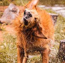 Why Do Wet Dogs Smell So Bad American Kennel Club