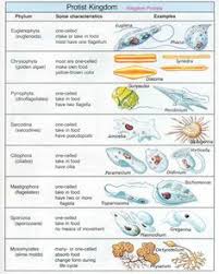 Kingdom Protista