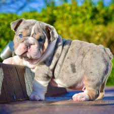 Your english bulldog puppy will most likely follow traits typical of its breed, but every dog is different! Puppies For Sale In 2021 Cute Bulldog Puppies Bulldog Puppies Cute Baby Dogs