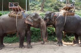 The elephant is the largest animal that lives on land. Taken For A Ride Thousands Of Elephants Exploited For Tourism Are Held In Cruel Conditions World Animal Protection