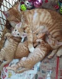 Mom Sent Me A Photo Of Lili And Her 1 Month Old Kittens By Chichago Cats Kitten Catsonweb Cute Adorable Funny Sleepy Animals Nature K Cats Orange Cats Kittens