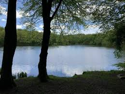 Kühe in einer wiese, bäume und wald. Regionaler Naturpark Morvan Saone Et Loire Frankreich Beliebte Routen Alltrails