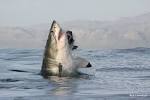 Images for great white sharks in south africa