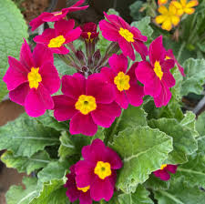 Primula vulgaris 'Oakleaf Magenta' - Oakleaf Primrose (4.5" Pot) | Little  Prince To Go