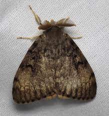 Gypsy moths will hide from the light. Gypsy Moth Encyclopedia Of Life