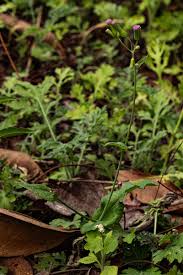 Image result for Emilia sonchifolia