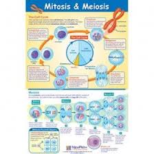 We did not find results for: Mitosis Meiosis Poster Laminated Mitosis Meiosis Mitosis Meiosis