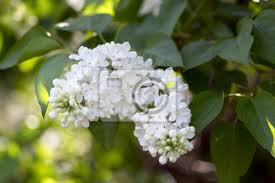 .con fiori bianchi a grappolo fiori bianchi profumati a grappolo | onzemolen clusters of tiny tiny white flowers, twigs and green leaves piante rampicanti fiori a grappolo destinati ad plumeria rubra questa pianta è un albero o arbusto americano tropicale con grappoli di profumati fiori bianchi, rosa. Pianta Di Fioritura Vulgaris Della Siringa Nelloleaceae Della Adesivi A Muro Grappolo Romantico Giorno Myloview It