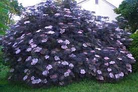 Black Lace Elderberry Regular Aggressive Pruning Will Keep This Shrub Compact And Full Plant In Full Sun For Best Co Elderberry Bush Outdoor Plants Plants