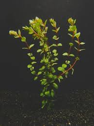 Image result for Rotala filiformis