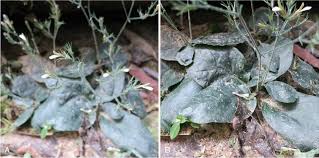 Image result for Rhinacanthus submontanus