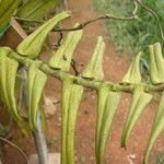 Image result for Calyptrochilum