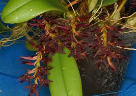 Image result for Bulbophyllum saltatorium