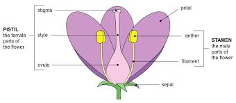 If a flower has all four of these key parts it is considered to be a complete flower. Flower Structure Bioninja