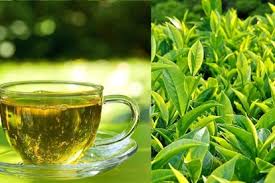 Chất tannin trong trà xanh có thể gây rối loạn tiêu hóa vì kích thích dạ dày tiết ra nhiều axit. Myk9rgdu Yta5m