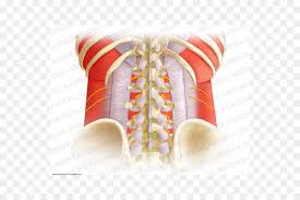 Aponeurosis Yellow Png Download 600 600 Free Transparent Aponeurosis Png Download Cleanpng Kisspng Aponeurosis vs tendon on dissecting a human body, one comes across various structures in and around the muscles apart from blood vessels, bones and nerves. aponeurosis yellow png download 600