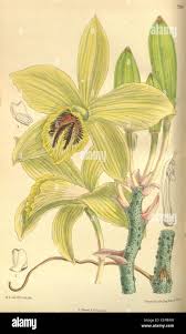 Image result for Platycoryne pervillei