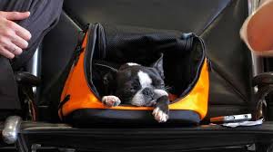 We did not find results for: Rules And Tips To Fly With A Pet Flying With Pets Easemytrip