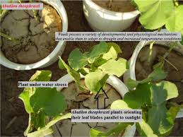 Nd herbicide / weed surveys. Interference Of Weeds In Vegetable Crop Cultivation In The Changing Climate Of Southern Europe With Emphasis On Drought And Elevated Temperatures A Review The Journal Of Agricultural Science Cambridge Core
