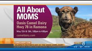 Find the reviews and ratings to know better. Hump Day Celebrate Mother S Day At Oasis Camel Dairy Cbs8 Com