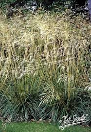 Image result for Deschampsia