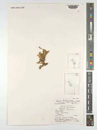 Image result for Boscia filipes