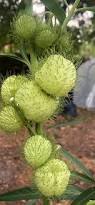 Image result for Gomphocarpus physocarpus