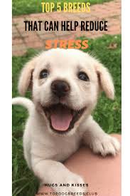 Top 5 Breeds That Can Help Reduce Stress Top Dog Breeds Animals Beautiful Breeds