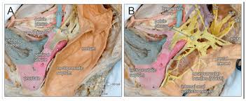 Anatomy of the pelvic region, bony landmarks of the pelvis posterior, human anatomy organs back view, ligaments in the pelvis, pelvic muscles. Jcm Free Full Text Embryological Development And Topographic Anatomy Of Pelvic Compartments Surgical Relevance For Pelvic Lymphonodectomy