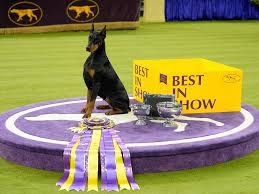 Photos: Scenes from the 150th Westminster Dog Show | Georgia Public  Broadcasting