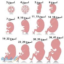 في أي شهر من أشهر الحمل يتم تكوين عظام الجنين. Ø§Ù„Ø§Ø³Ø¨ÙˆØ¹ 14 Ù…Ù† Ø§Ù„Ø­Ù…Ù„ Ø§ÙŠ Ø´Ù‡Ø± Cooknays Com