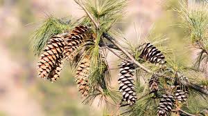 Maybe you would like to learn more about one of these? Siklus Hidup Gymnospermae Yang Harus Kamu Ketahui Kelas Pintar