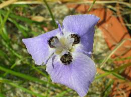 Image result for Moraea elliotii