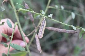Image result for Sesbania pachycarpa