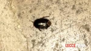Tra i piccoli insetti marroni volanti che possono infestare la casa ci sono i coleotteri, come l'anobio del pane o quello del tabacco. Invasione Di Piccole Cimici Nel Capo Di Leuca Ristoratori Sul Piede Di Guerra