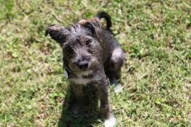 By using this photo, you are supporting the amanda foundation. Jack Russell Terrier Schnauzer Mix Jack Russell Terrier Schnauzer Mix Jack Russell