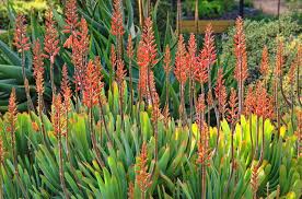 Image result for Aloe