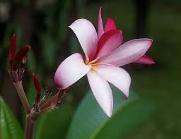 Plumeria Frangipani Catania Botanischer Garten Palmenarten Garten Und Tropische Pflanzen