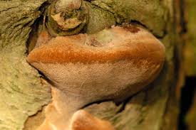 Image result for Phellinus gilvus