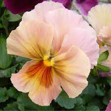 Free Image On Pixabay Pansy Bloom Flower Close Up Pansies Flowers Flowers Pansies