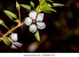 Image result for Sauvagesia erecta