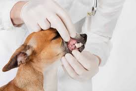 These tumors can grow anywhere—on the. Mouth Cancer Adenocarcinoma In Dogs Symptoms Causes Diagnosis Treatment Recovery Management Cost